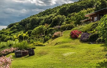 Sattes Grün am Plattensee